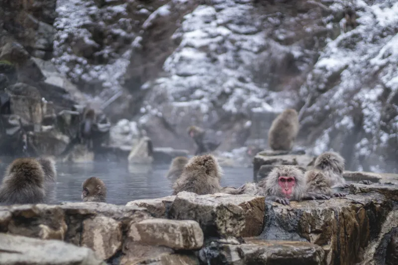 From Asheville to the Alps of Japan: How Americans Are Turning Onsen Hopping Into a Wellness Way of Life