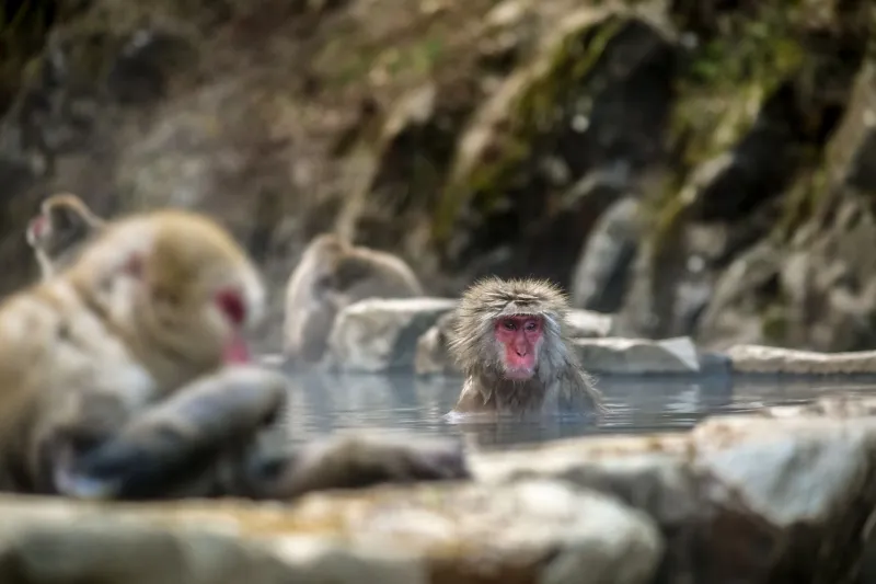 Hot Water, Bare Souls: What Happens When American Couples Slow Down in a Japanese Onsen