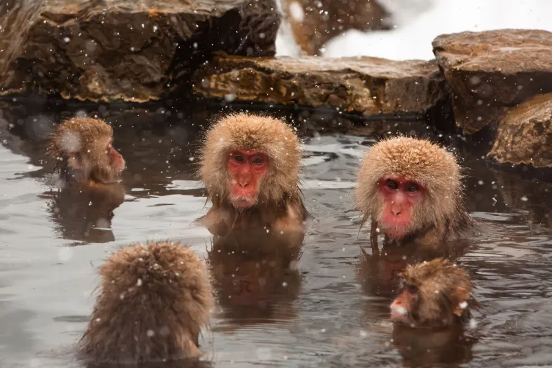 Hot Water as Medicine: What Onsen Culture Understands About Burnout That Therapy Retreats Don't