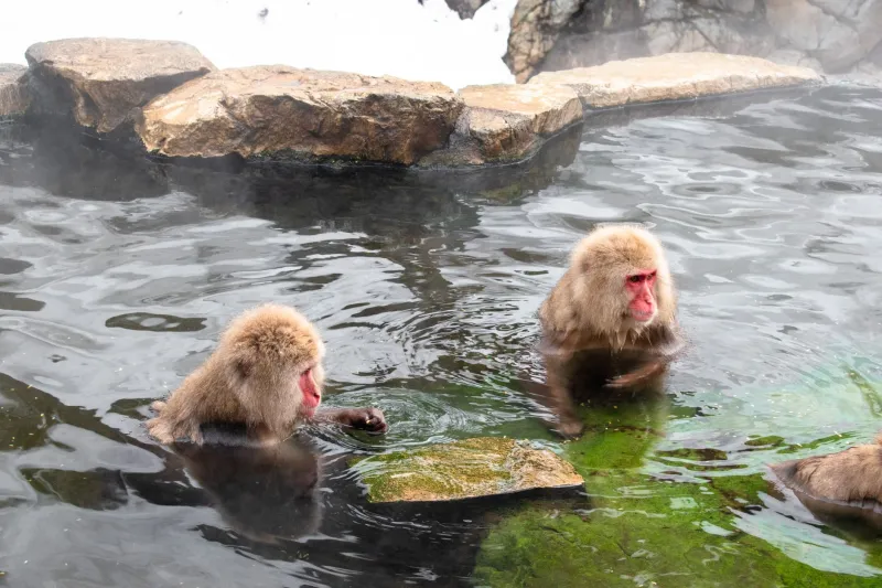Same Water, Same Mountains, Same Magic: Why Some Americans Return to the Same Onsen Every Single Year